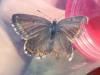 Polyommatus sp.